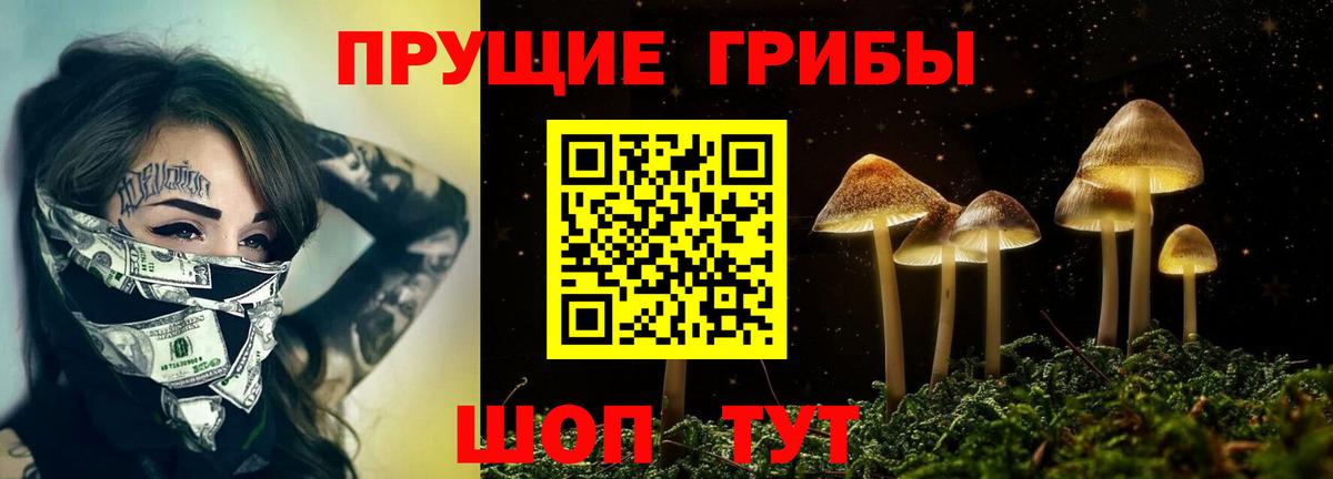 Будённовск  Галлюциногенные грибы Cubensis  Вход с VPN 